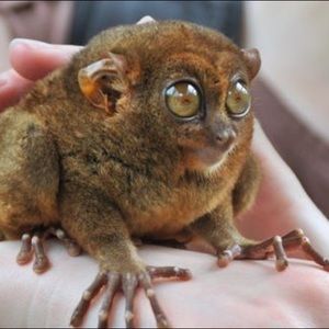 Meet your Posher, Maya